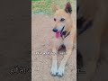 हमें तो अपनो ने लूटा 😂🤣#funny #funnydogs #cutedog #dog #dogshorts #doglife #doglove #dogvideos