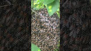 Thousands of Bees Form a Giant Living Ball! #beeswarm #bee #bee #beeball #beehive #cutebee #beefr