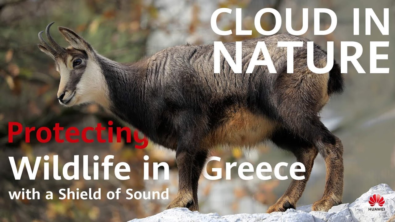 Protecting Wildlife in Greece with a Shield of Sound - YouTube