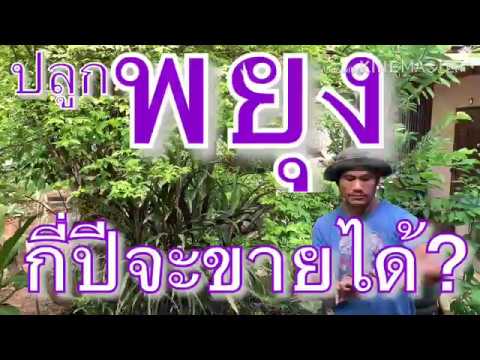 ปลูกพยุง-กี่ปีถึงจะขายได้? EP.1