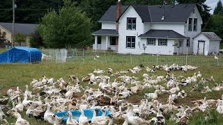 Preserving Endangered Heritage Breeds of Livestock Heritage Breeds