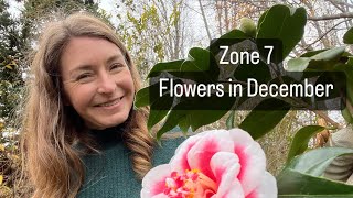 Flowers in December 🌸 in zone 7