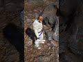 You Can make a fortune using this Rock in rdr2 #rdr2 #reddeadredemption2
