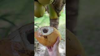 So Peaceful #villagelife  #coconut #paputungan #indonesia #northsulawesi