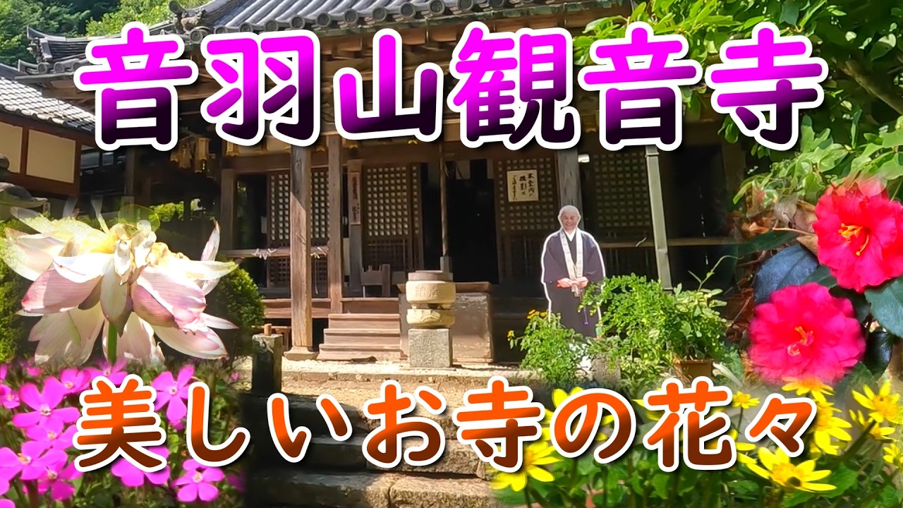 Цветущие цветы в храме Отовасан Каннондзи, который фигурирует в аниме «Монастырь Ямато Сёдзин Ник...