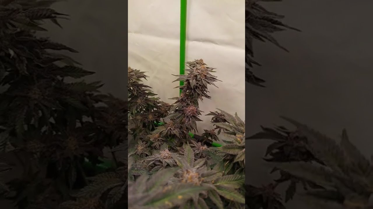 🍋🌈 Super Lemon Haze × RS11by 