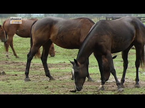 Video: Argentinische Criollo-Pferderasse Hypoallergen, Gesundheit Und Lebensdauer