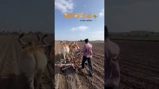 desi GPS hoo farming #like #farming #gujaratibusiness #cow #farmer