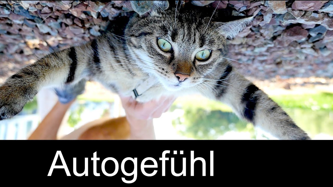 testbericht nokia 5 Cat skin on car seats??