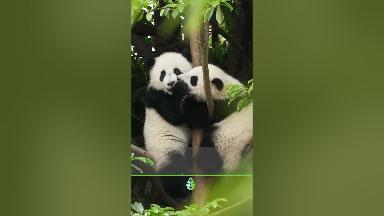 Curiosidades de los osos panda que casi nadie conoce