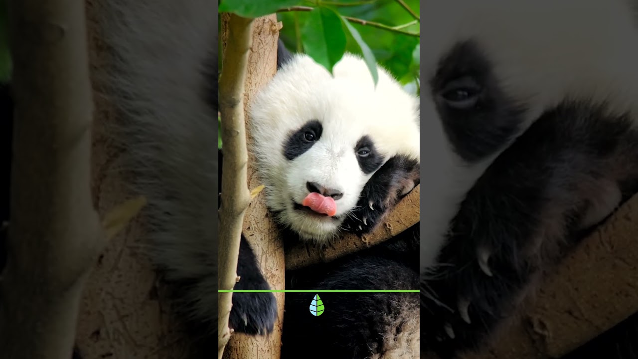 12 Curiosidades del Oso Panda que te van a encantar 🐼💕