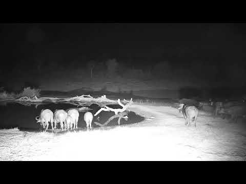 camera iphone 8 plus apk Djuma Private Game Reserve Live Stream
