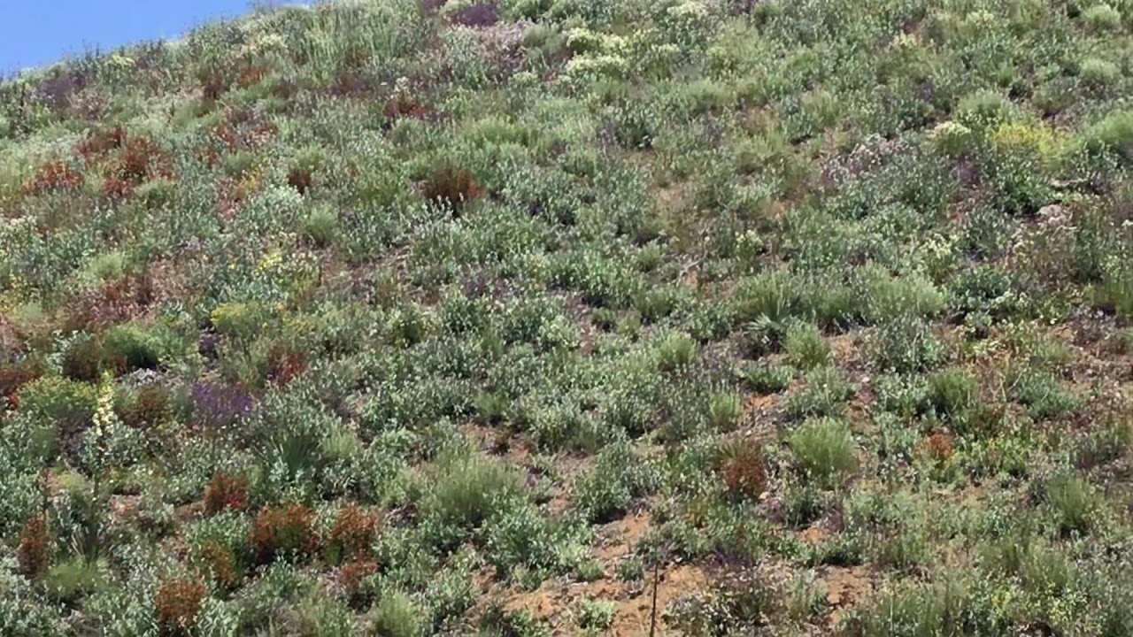 Spring in the sage scrub!