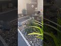 Water Fountain:Early and Breezy Fall Afternoon. Thanks for watching. Subscribe and Like. #relaxation