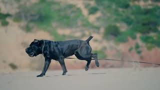 Some of The Best Boerboels Ever ( Elite Boerboel Kennel Portugal) by Elite Boerboels (Dog Breeding&Protection Training) 1,304 views 2 weeks ago 1 minute, 59 seconds