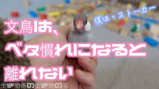 文鳥ブンブン、ベタ慣れになると飼い主から離れなくなる。java sparrow