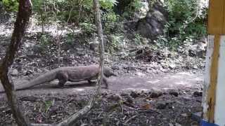 Komodo dragon passing by