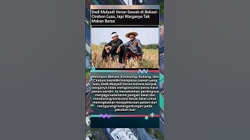kang Dedi heran di bekasi-cirebon banyk sawah tapi... #beritaterkini #news #dedimulyadi