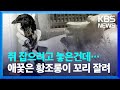 쥐 잡으려고 놓았다가…애꿎은 황조롱이 꼬리만 잘려 / KBS  2024.05.18.