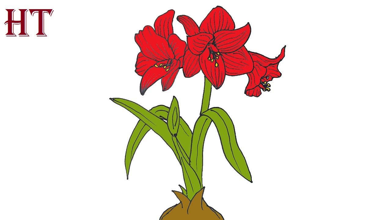 amaryllis flower drawing