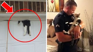 Man Smuggles Cat to the US, and Now the Police Want Answers by Wonderbot Animals 2,062 views 1 month ago 8 minutes, 41 seconds