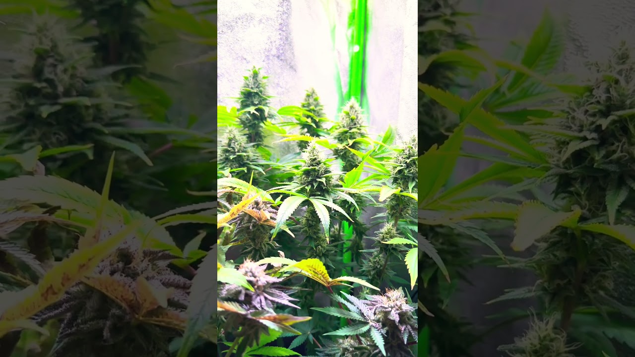 Cali Sour Diesel - HSC 