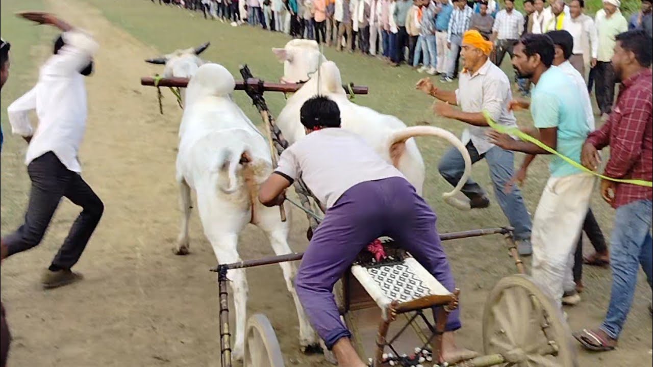 सोहेब पटेल नांदी 1 नंबर की बैल जोड़ी ताखला पट स्टार्टिंग पॉइंट में छुटते  हुए .ox race  in india