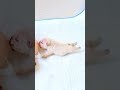 幸せを運ぶ子犬 #KoreaPuppies #JapanDogs