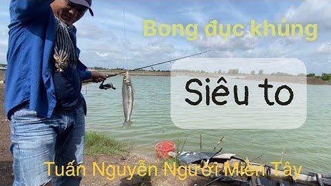 Câu cá bóng đục khủng ở cần giờ, một ngày bội thu ...