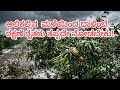 ಆಲ ಕಲ ಲ ನ ಮಳ ಯ ದ ದ ಳ ಬ ರಕ ಷಣ ರ ತರ ತಪ ಪದ ನ ಡಬ ಕ Pomogrenate Recovered From Hailstorm 