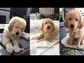 Golden Retriever Puppies Firsts