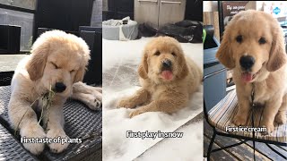 Golden Retriever Puppies Firsts