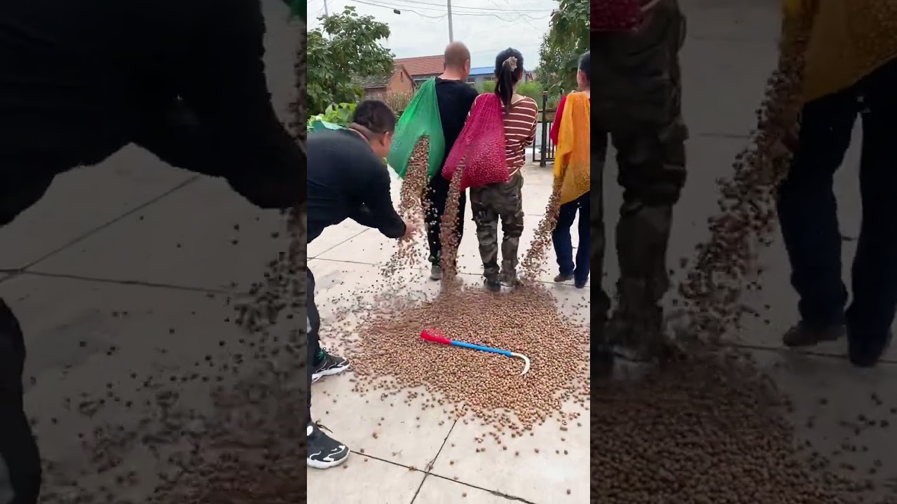 pistachio ASMR unboxing premium pistachio crispy & crunchy pistachio 😋