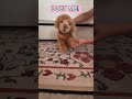 DUET ME! #douglas #puppy #stuffanimal