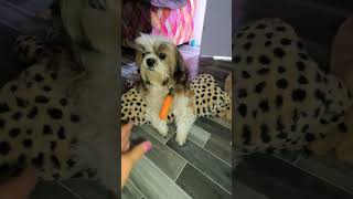 Adorable Shihtzu Bella