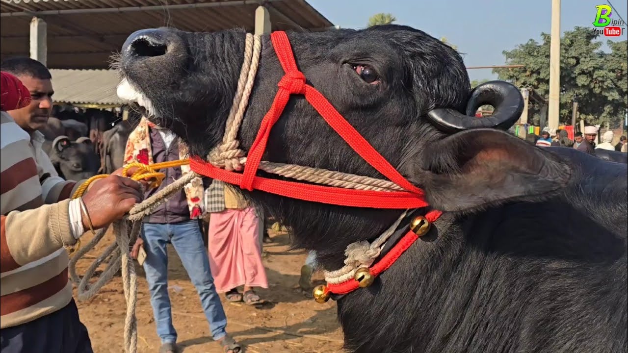 यहा सुझ बुझ से जाच परख के साथ भैंस खरीदें भैंस अच्छी मिलेगी | Dildarnagar Pashu Mandi 2026 | Bhains