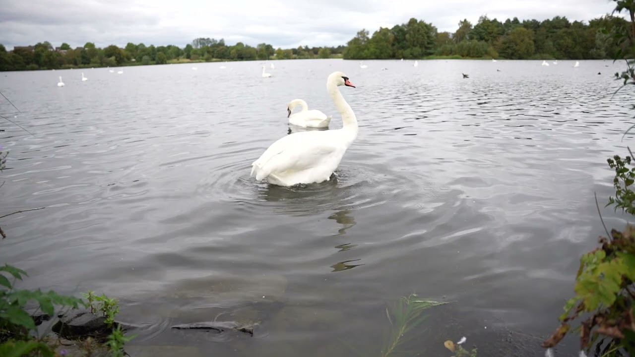 Beautiful Bird Swan Closeup Slow motion View Sony A7 IV