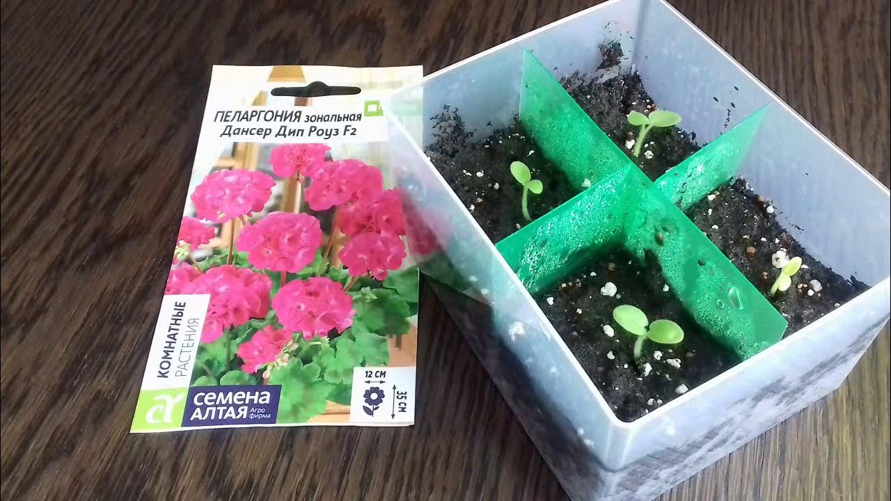 Посев пеларгонии. Уход за рассадой пеларгонии - YouTube
