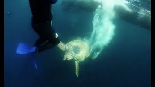 Yoshi The Loggerhead Turtle Release From Hooked On Africa Fishing Charters and Two Oceans Aquarium i