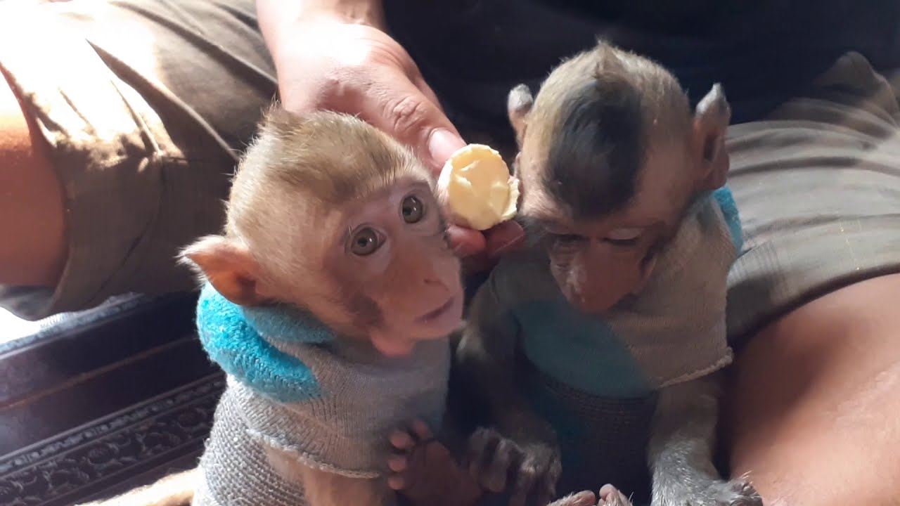 Monkey Apollo & Drew Play So Funny - YouTube