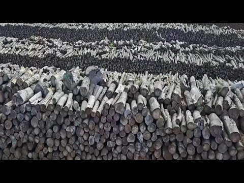 Video: ¿Cómo se forma el carbón a partir de la vegetación muerta?