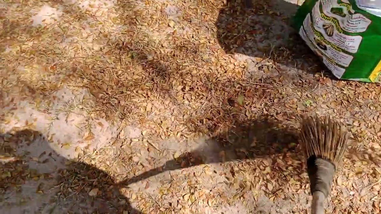 เก็บใบก้ามปูไปหมักไว้ปลูกบอนสีปี 69 ค่ะ