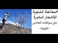 معالجة الأشجار المثمرة رش سولفات النحاس التوتياء