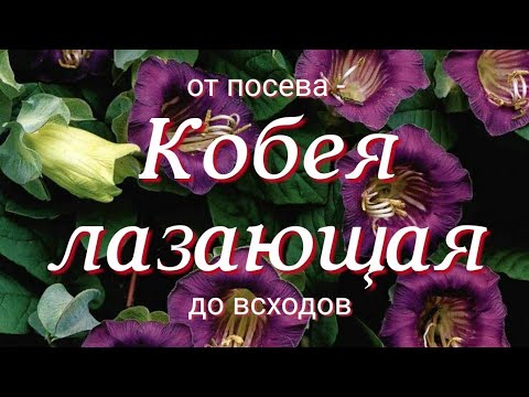 Видео: Кобей цвете: отглеждане от семена у дома