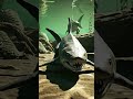 Early Apex Predators of the Permian Sea#ApexPredators #SeaMonsters#PrehistoricPredators#Shorts