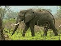 Дикая Уганда / Wild Uganda | HD |