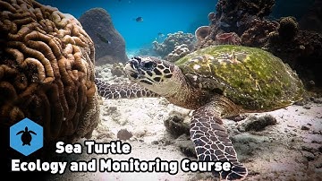 Sea Turtle Ecology and Monitoring Course