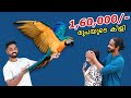 "Surprise" ആയി ഒരു കിളിയെ വാങ്ങി... വില 1,60,000/- രൂപ..| Bought My Dream Pet Bird ആയി