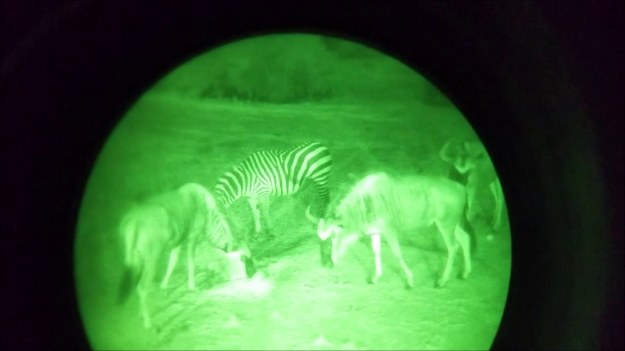 night time safari disney
