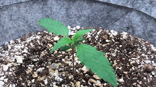 Week 1 seedling stage !! How to take care of your seedlings!! Lemon pie Autoflower 420fastbuds-S1E3